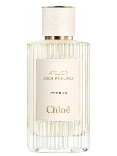 Cedrus Chloé
